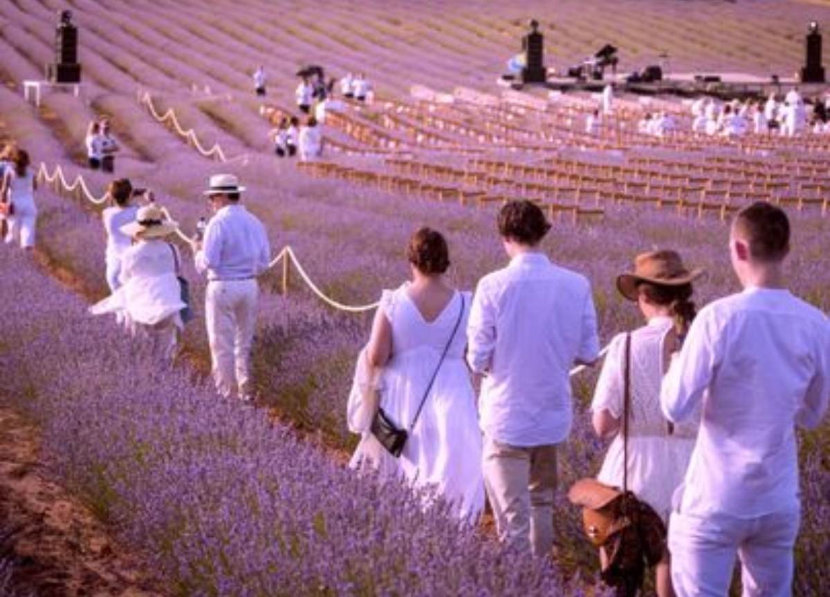 Festival Lavanda foto: Turismo Castilla-La Mancha