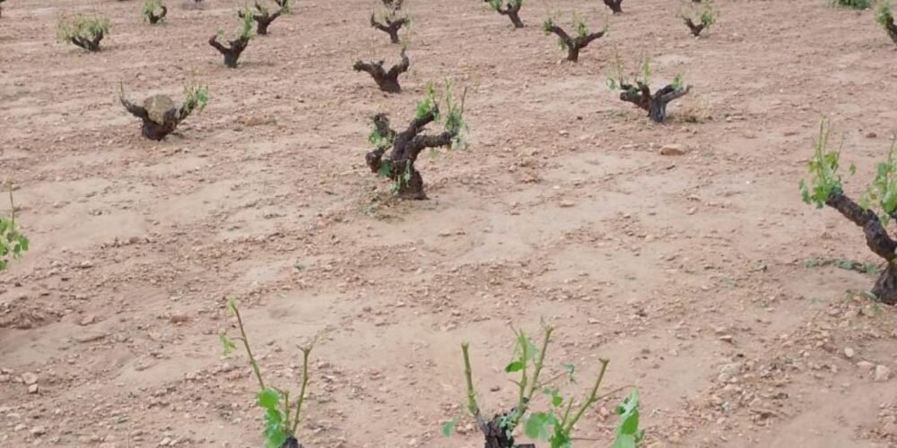 granizo Jumilla