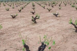 granizo Jumilla