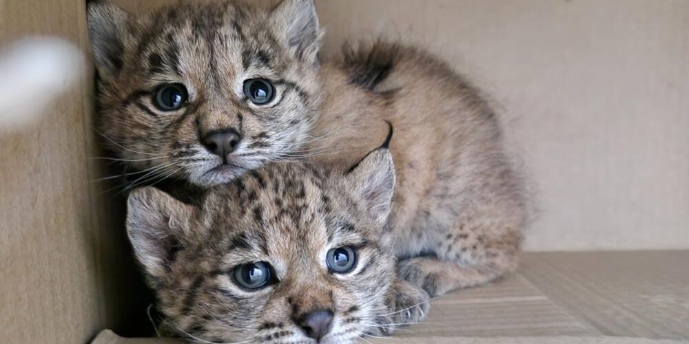 Recuperan en Ciudad Real dos cachorros de lince que habían quedado huérfanos. EFE/ Consejería de Desarrollo Sostenible