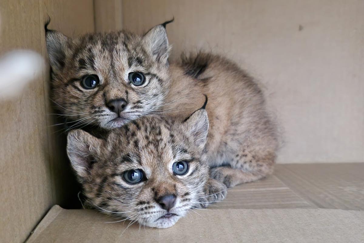 Recuperan en Ciudad Real dos cachorros de lince que habían quedado huérfanos. EFE/ Consejería de Desarrollo Sostenible