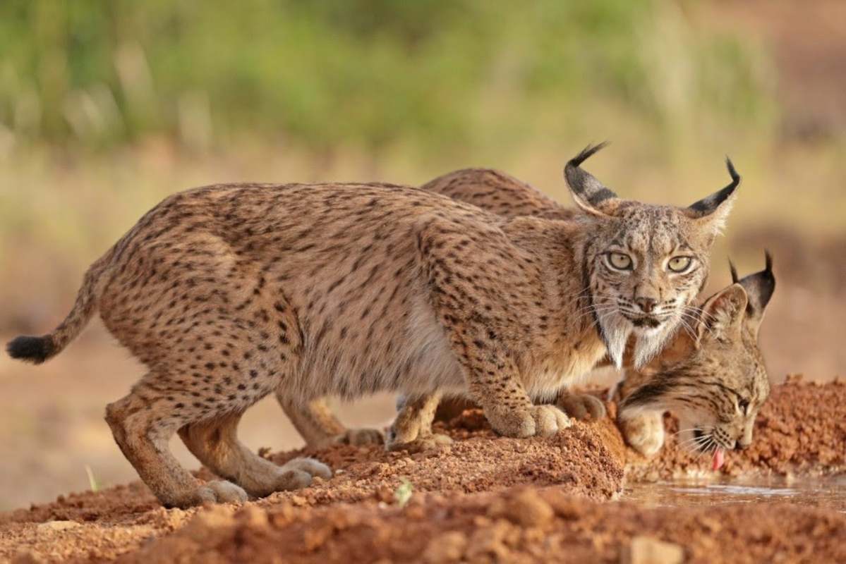Ejemplar de lince ibérico.