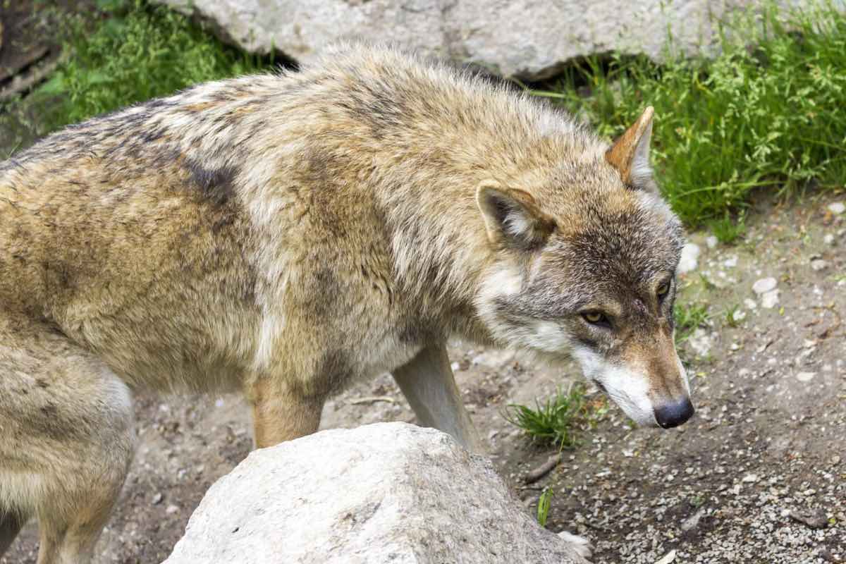 Imagen de archivo de un lobo europeo