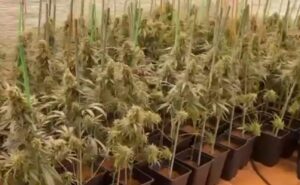 Imagen de las plantaciones en una vivienda de Seseña.