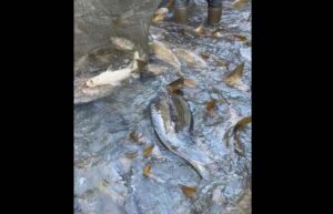 Imagen de los peces varados tras el cierre del canal de Entrepeñas y Buendía.