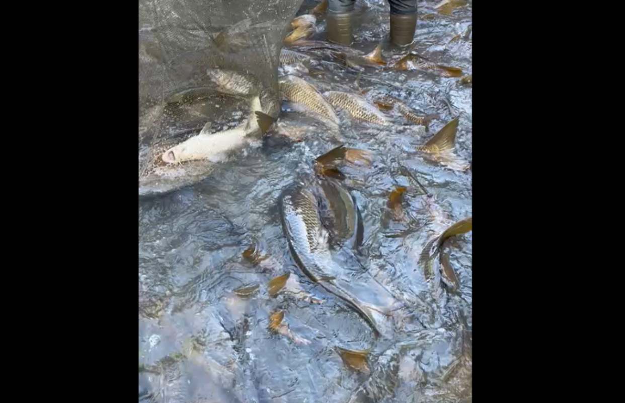 Imagen de los peces varados tras el cierre del canal de Entrepeñas y Buendía.
