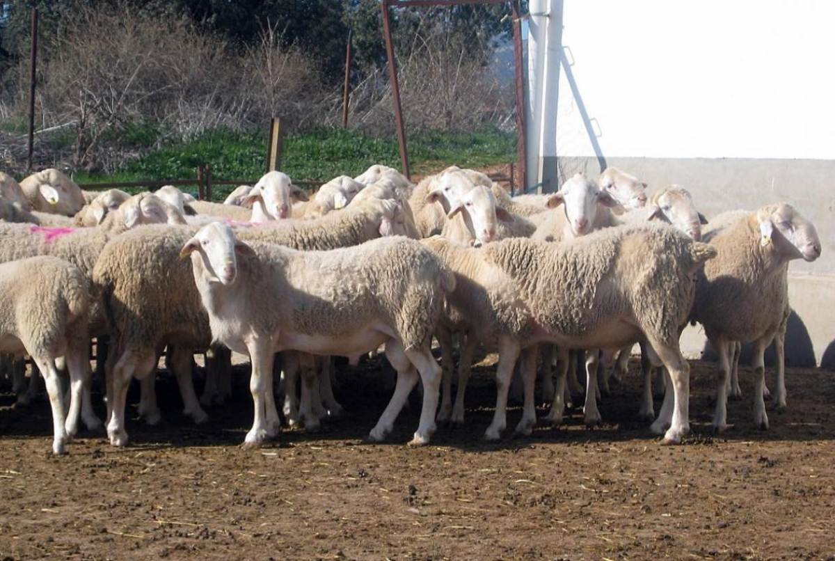 Rebaño de ovejas de Castilla-La Mancha. Foto: JCCM.