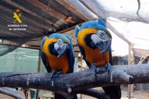 Los agentes han inmovilizado en torno a una treintena de ejemplares de fauna protegida.