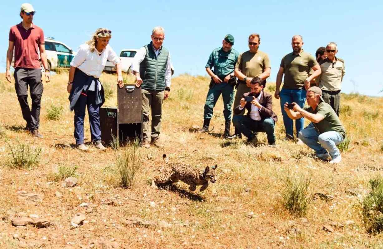 Vírgula ya campa por la sierra de Matachel - LIFE LYNXCONNECT