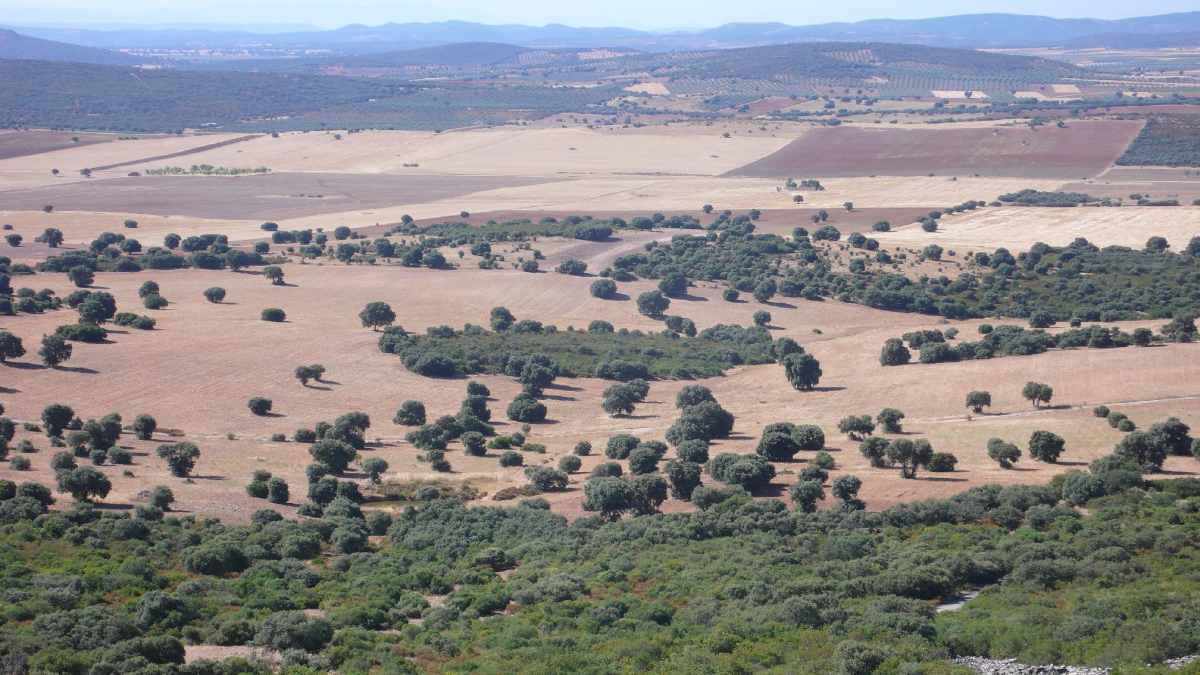 Campo de Montiel