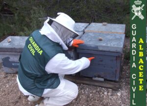 Recuperación por parte de la Guardia Civil de las colmenas apícolas sustraídas en Almansa