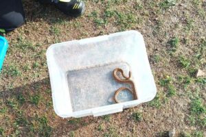 Imagen de la culebra rescatada