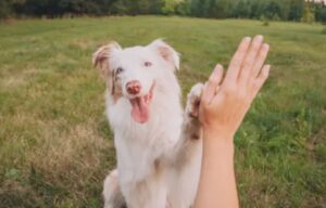 Perro en el parque. Imagen de archivo
