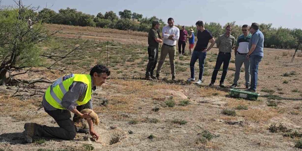Nuevas jornadas de extracción de conejos.