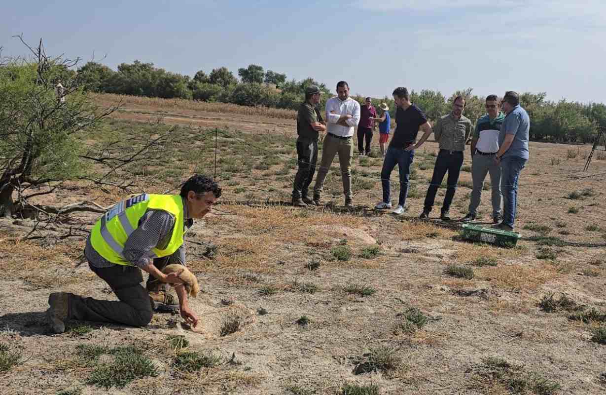 Nuevas jornadas de extracción de conejos.
