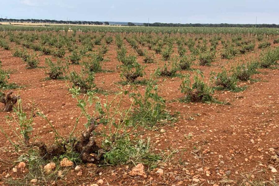 UPA advierte de que las explotaciones familiares de Castilla-La Mancha están “en riesgo de extinción”