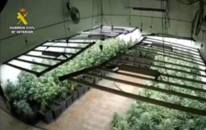 La plantación de marihuana estaba en una nave de Lillo.