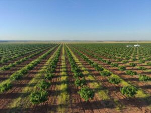 plantación de pistachos