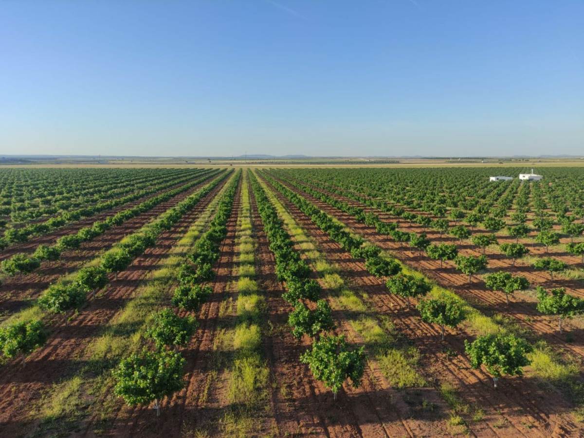 plantación de pistachos