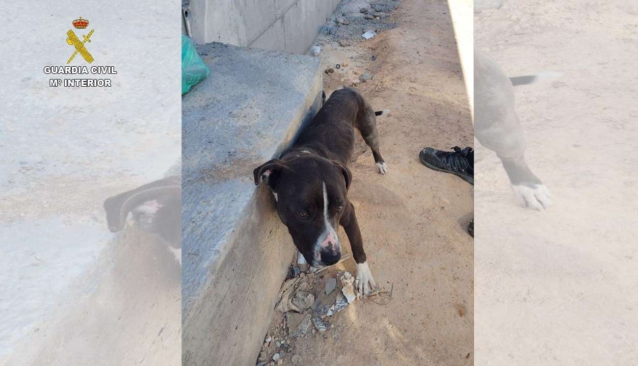 El Seprona investiga a una persona por abandonar a un perro atado al sol en Valdepeñas