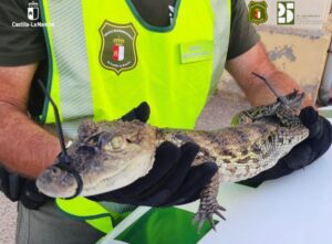 Caimán yacaré capturado en el pantano de Almansa