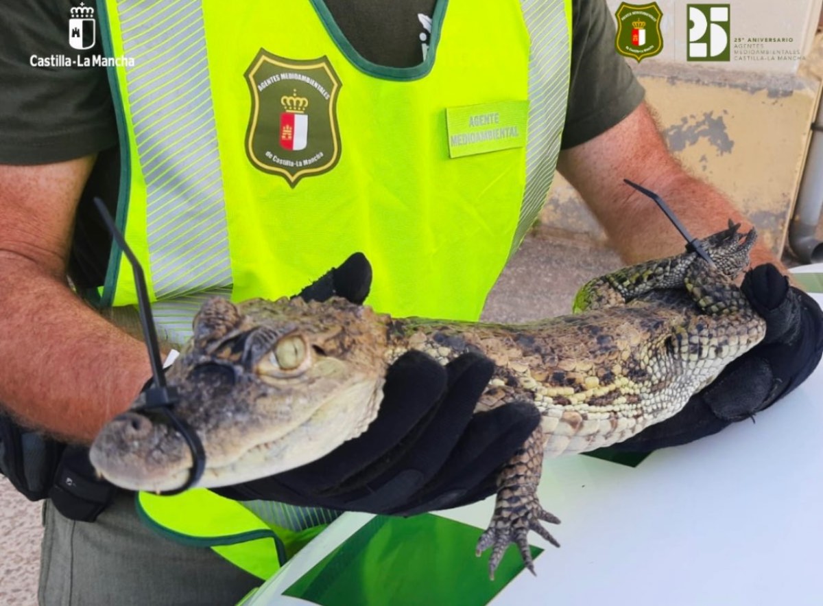 Caimán yacaré capturado en el pantano de Almansa