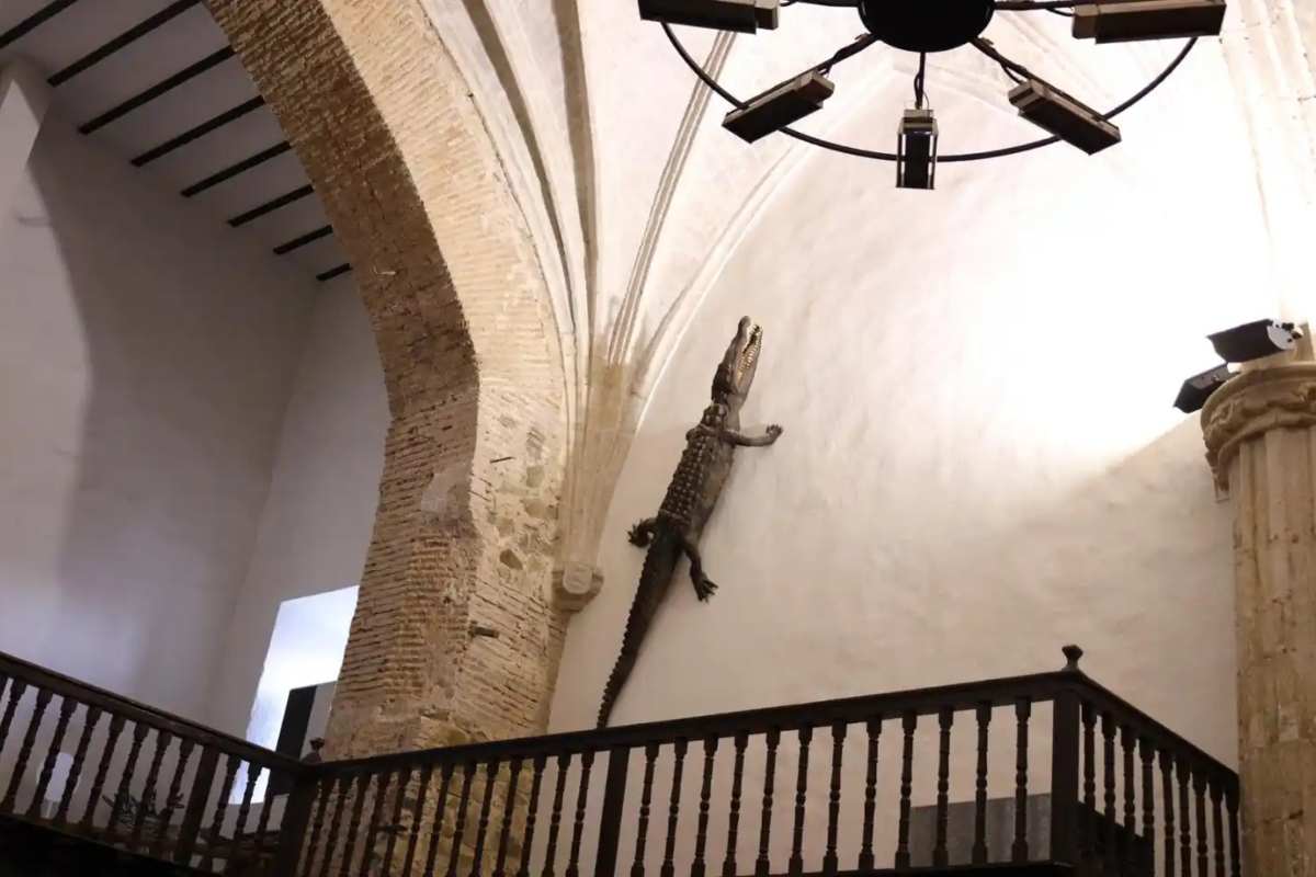 Imagen del cocodrilo disecado en el interior de la iglesia de Viso del Marqués