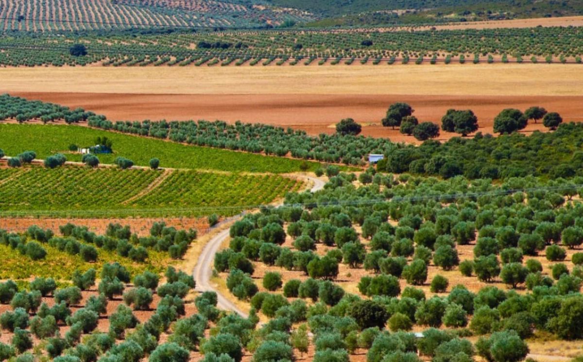 Campos de Castilla-La Mancha. Imagen: JCCM