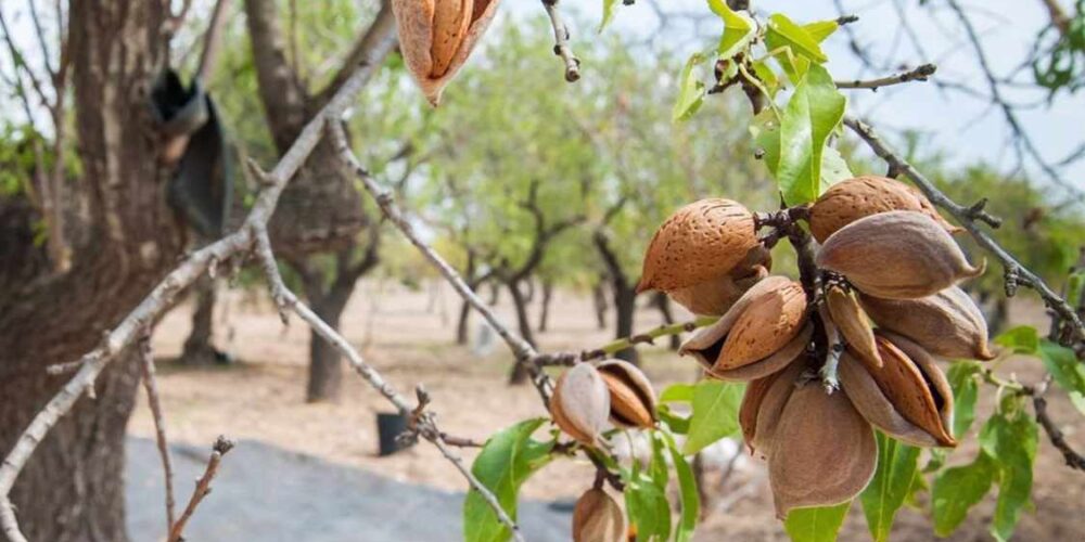 Foto de un almendro.