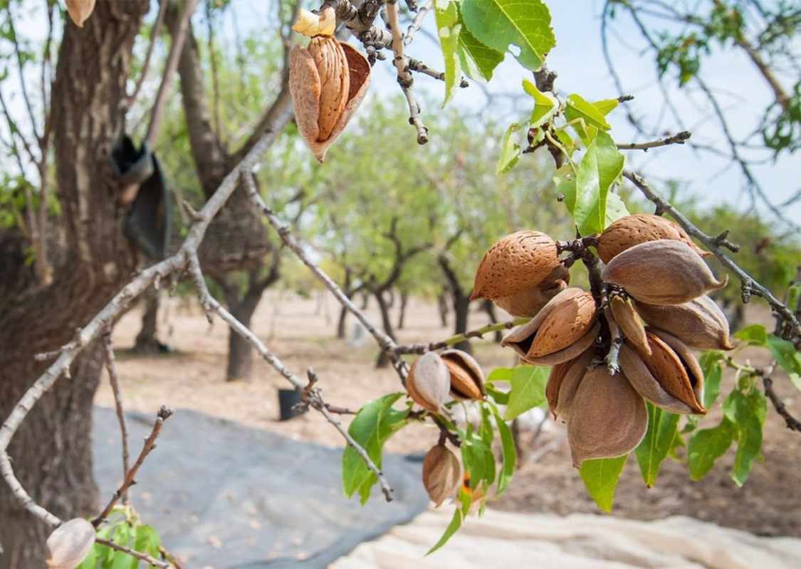 Foto de un almendro.