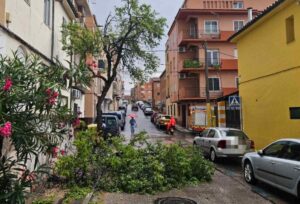 Imagen de un árbol caído en Cuenca.