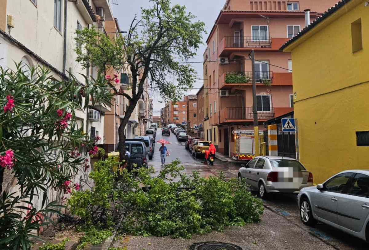 Imagen de un árbol caído en Cuenca.