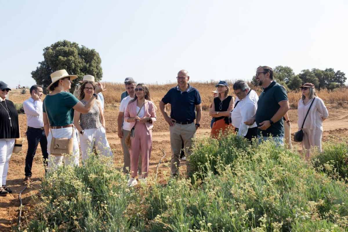 cultivo de guayule