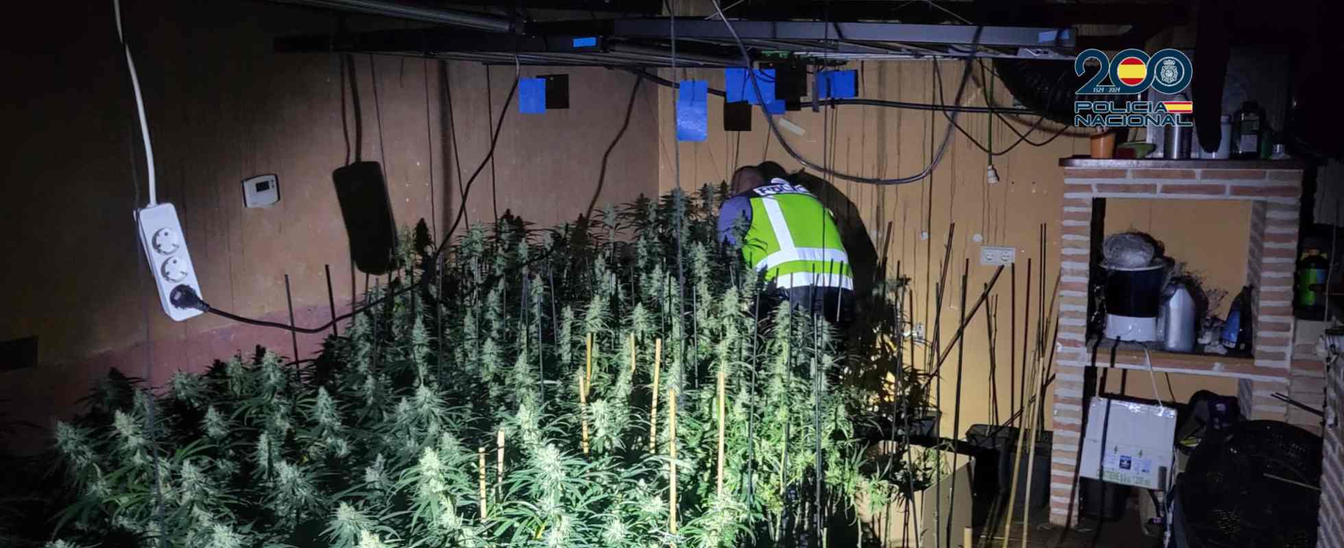 foto marihuana
