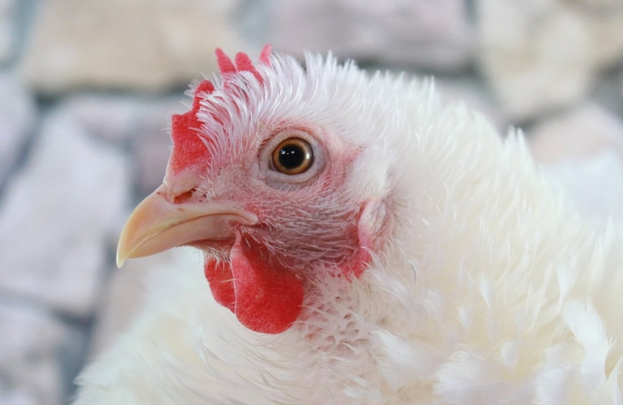 Imagen de una gallina. Foto: EP.