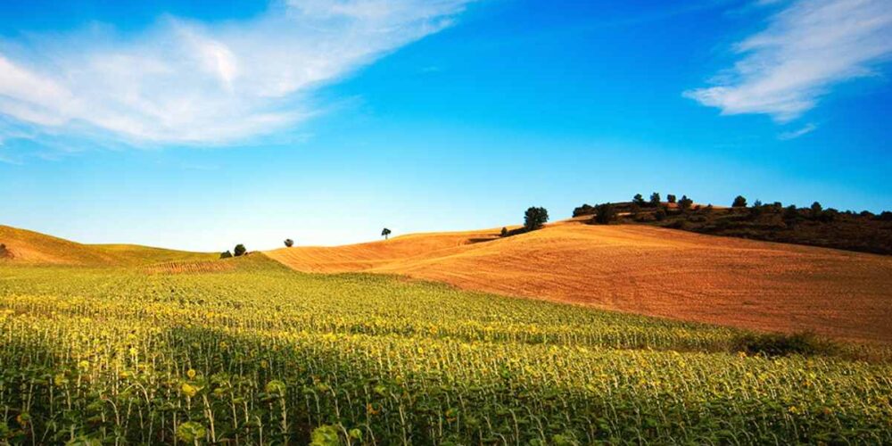 Campo de girasoles en la provincia de Cuenca. Foto: Junta de Castilla-La Mancha.