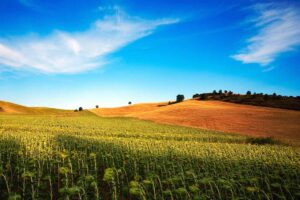 Campo de girasoles en la provincia de Cuenca. Foto: Junta de Castilla-La Mancha.