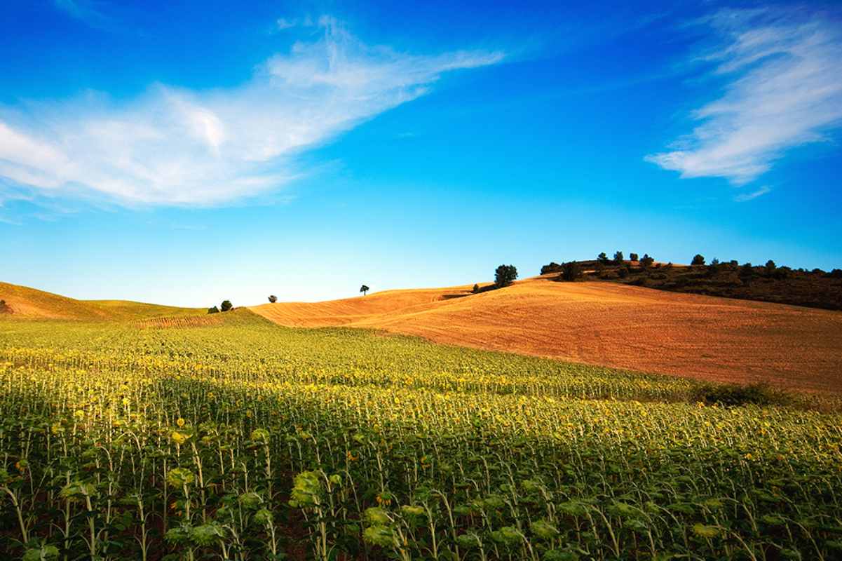Campo de girasoles en la provincia de Cuenca. Foto: Junta de Castilla-La Mancha.