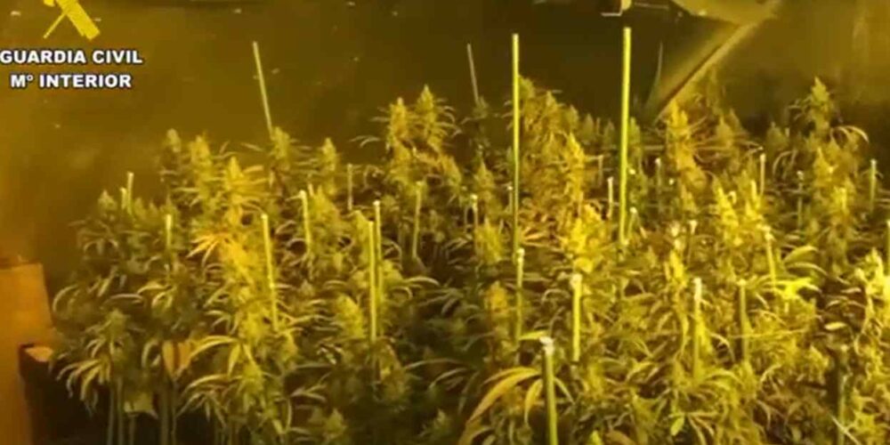 Imagen de la plantación en Yuncler.