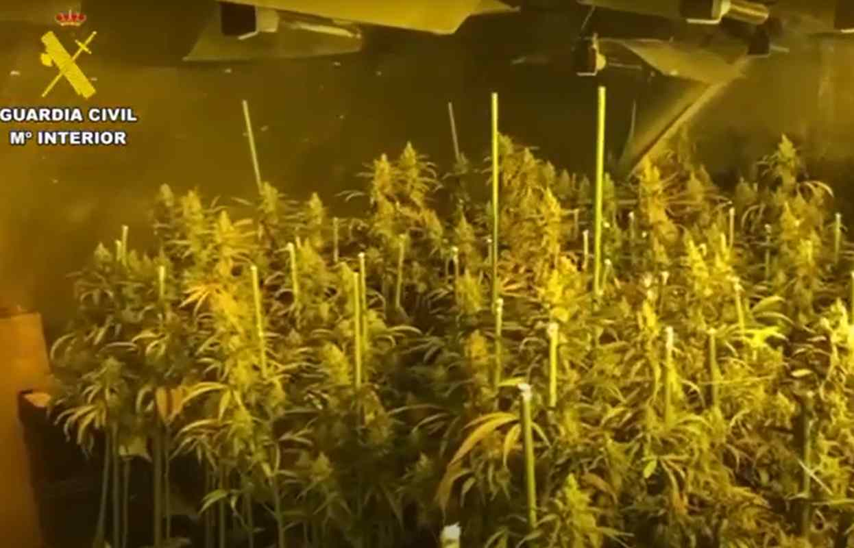 Imagen de la plantación en Yuncler.