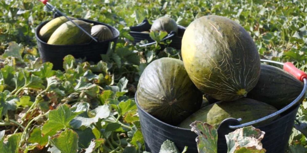 melones