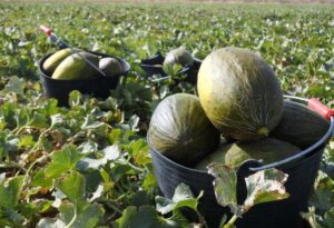 melones