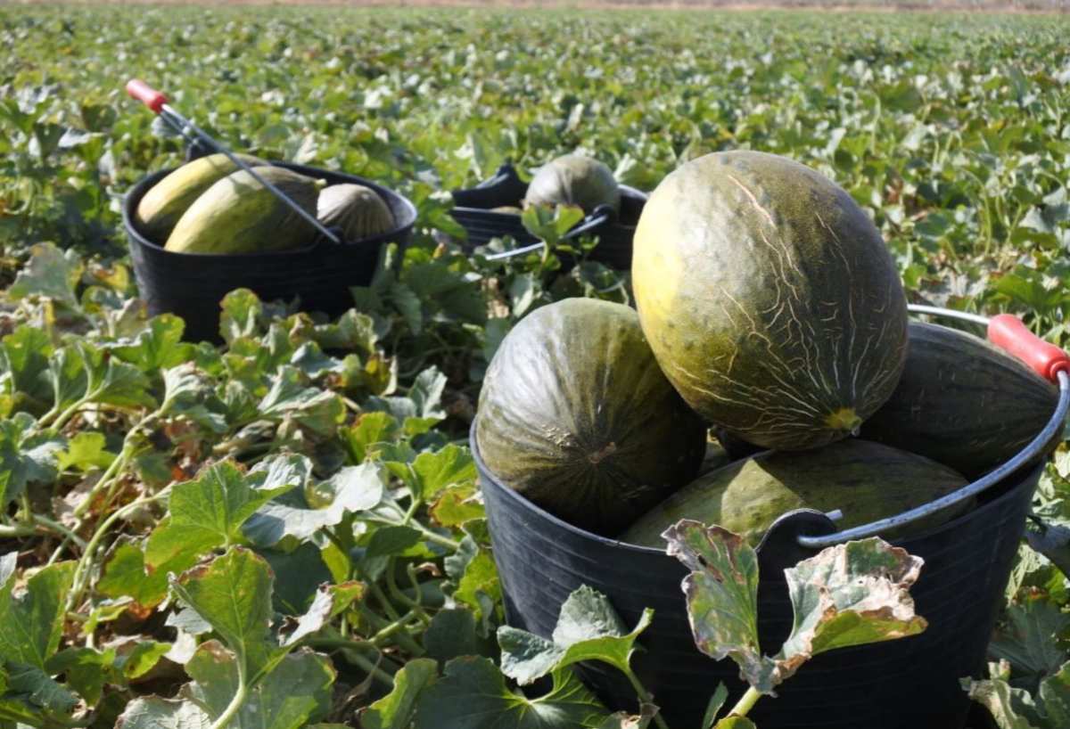 melones