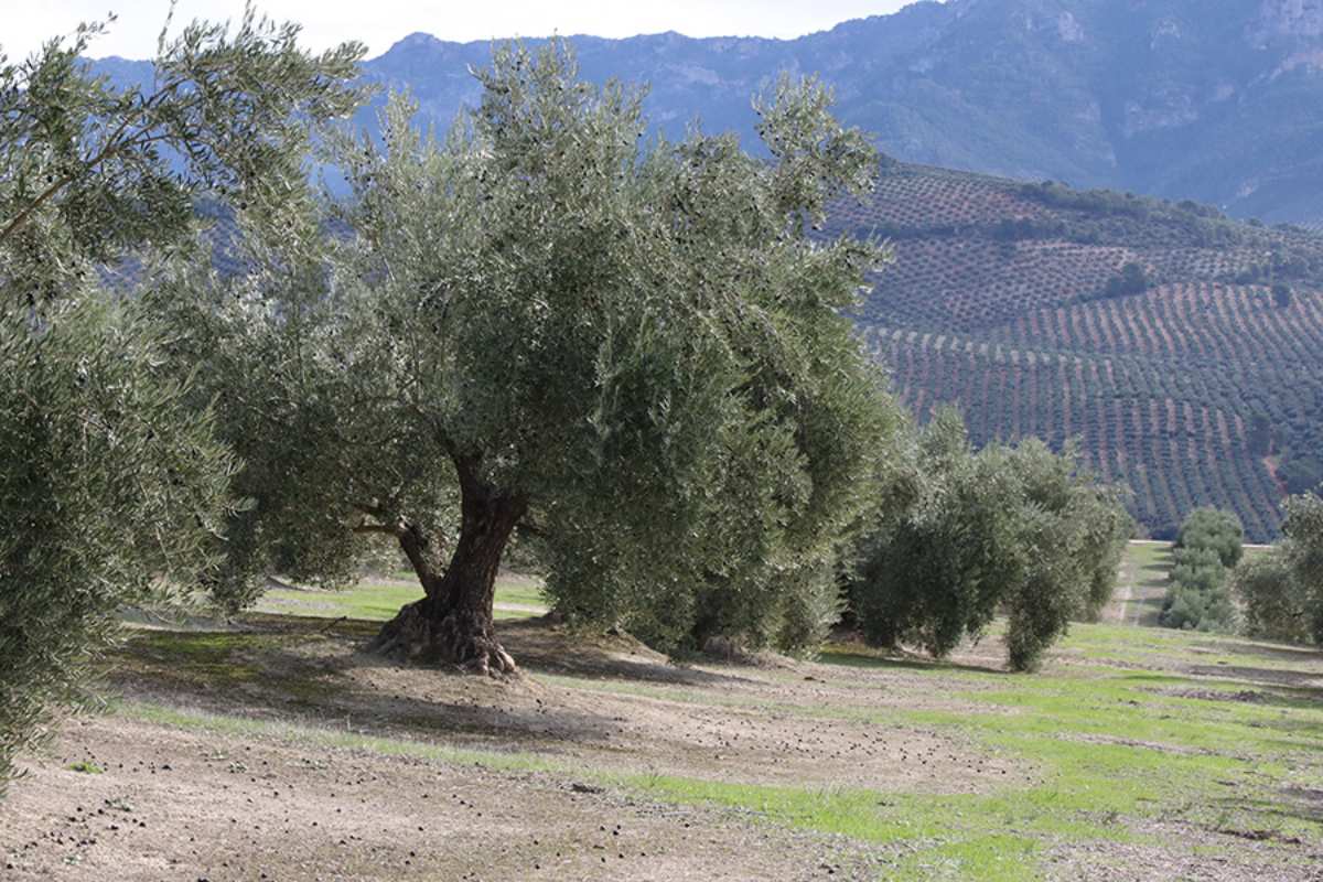 olivar tradicional