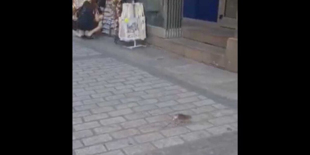 Imagen de una rata en el casco histórico el pasado 17 de julio.