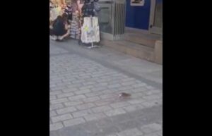 Imagen de una rata en el casco histórico el pasado 17 de julio.