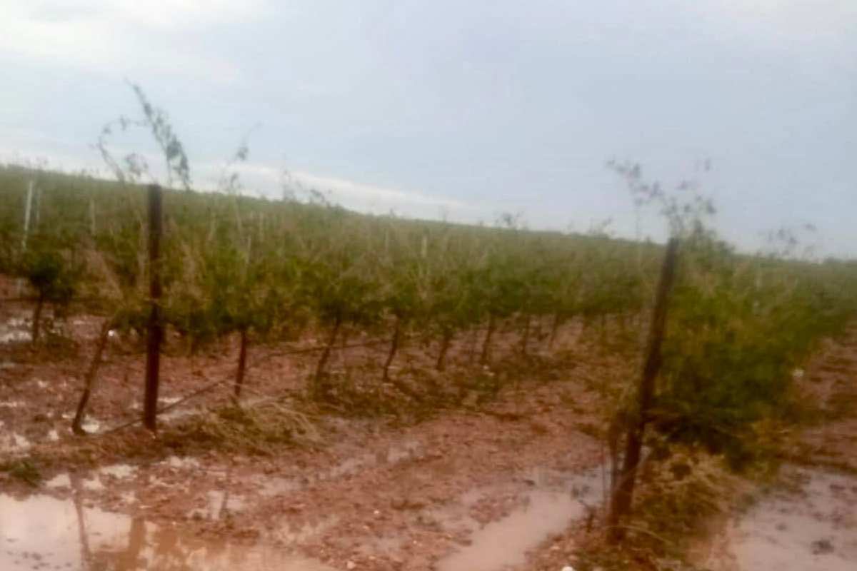 tomentas Cuenca