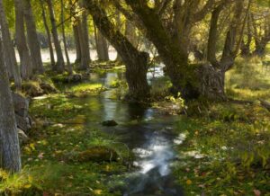 Alrededores del nacimiento del río Júcar, en Tragacete, Cuenca. Foto: turismocastillalamancha.es.