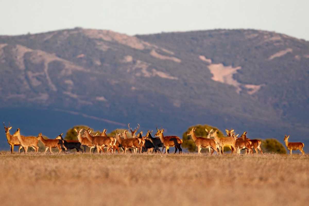 Ciervos en el Parque Nacional de Cabañeros
