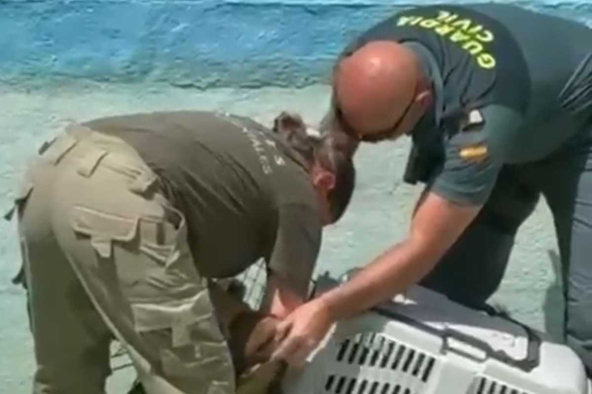 Dos agentes, uno de la Guardia Civil y otra medioambiental, tratan de introducir al buitre en un transportín